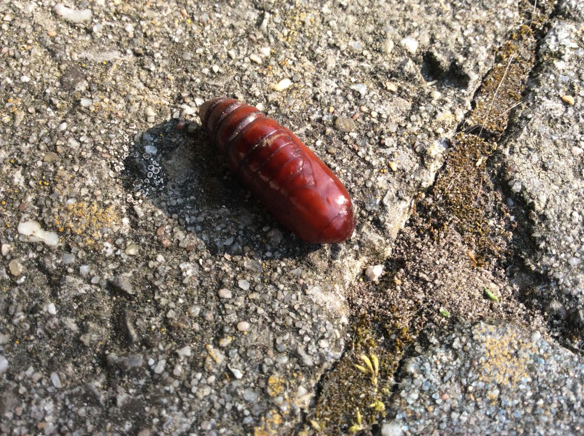 Vroege vogels Forum Wat voor insect